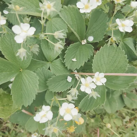 Longere De Charme Au * Cessieres-Suzy